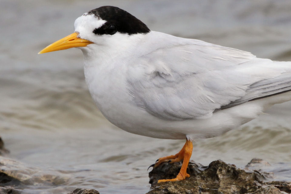 Fairy Tern (Sternula nereis)